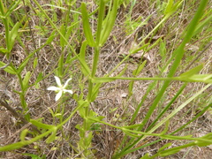 Sabatia quadrangula