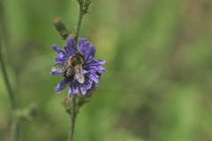 Megachile