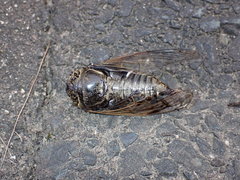 Cryptotympana facialis