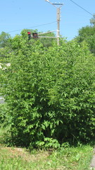 Acer negundo