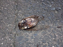 Cryptotympana facialis