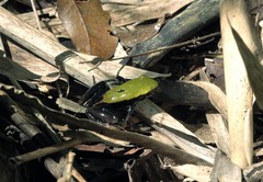 Mantella laevigata