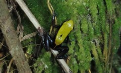 Mantella laevigata