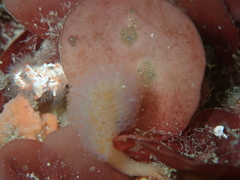 Aplidium punctum