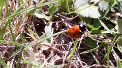 Coccinella septempunctata