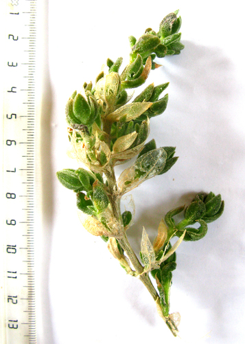 Mesembryanthemum expansum