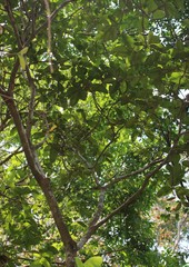 Ficus callosa