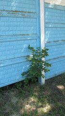 Fraxinus pennsylvanica