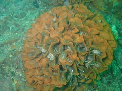 Pentapora foliacea