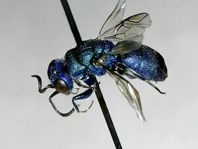 Chrysis ragusae