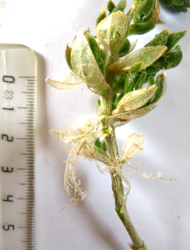 Mesembryanthemum expansum