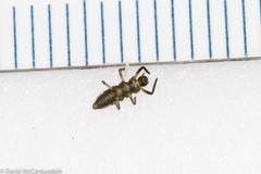 Propylea quatuordecimpunctata