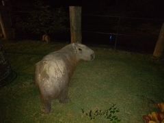 Hydrochoerus hydrochaeris