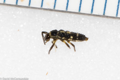 Propylea quatuordecimpunctata