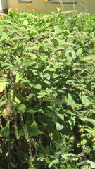 Symphytum caucasicum