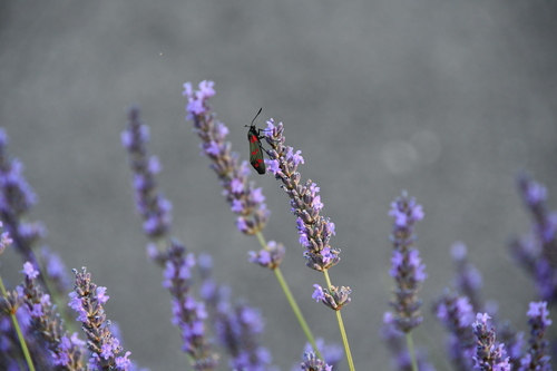 vretienka obyčajná (Zygaena filipendulae)