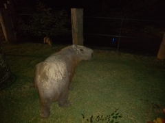 Hydrochoerus hydrochaeris