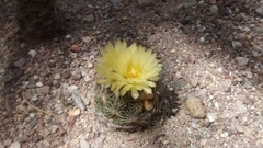 Coryphantha radians