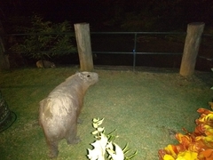 Hydrochoerus hydrochaeris