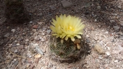 Coryphantha radians