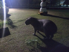 Hydrochoerus hydrochaeris