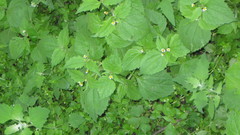 Galinsoga quadriradiata