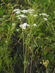 Sabatia macrophylla