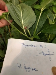 Xysticus cristatus