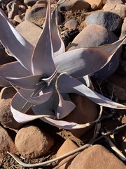 Aloe karasbergensis