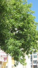 Acer negundo