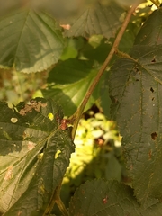 Xysticus cristatus