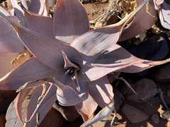 Aloe karasbergensis