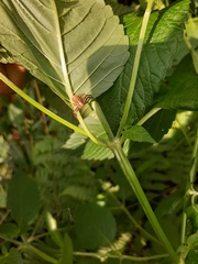 Xysticus cristatus