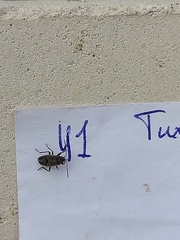 Rhyparochromus vulgaris