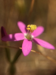 Zeltnera muehlenbergii