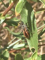 Rhynocoris ventralis