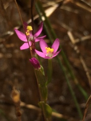 Zeltnera muehlenbergii
