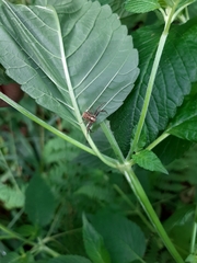 Xysticus cristatus