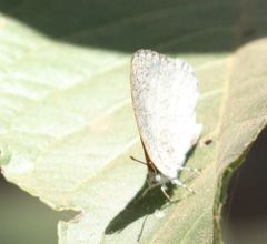 Spalgis lemolea lemolea