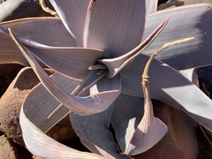Aloe karasbergensis