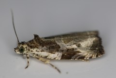 Olethreutes connectum