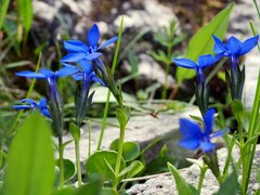 Gentiana bavarica