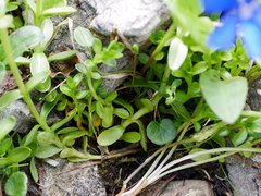 Gentiana bavarica