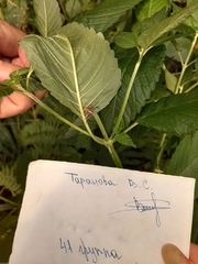 Xysticus cristatus