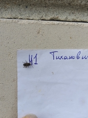 Rhyparochromus vulgaris