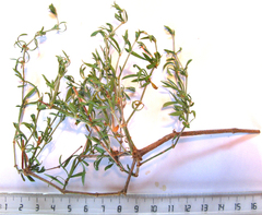 Pollichia campestris