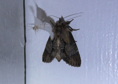 Dasylophia thyatiroides