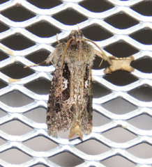 Acrolophus echinon