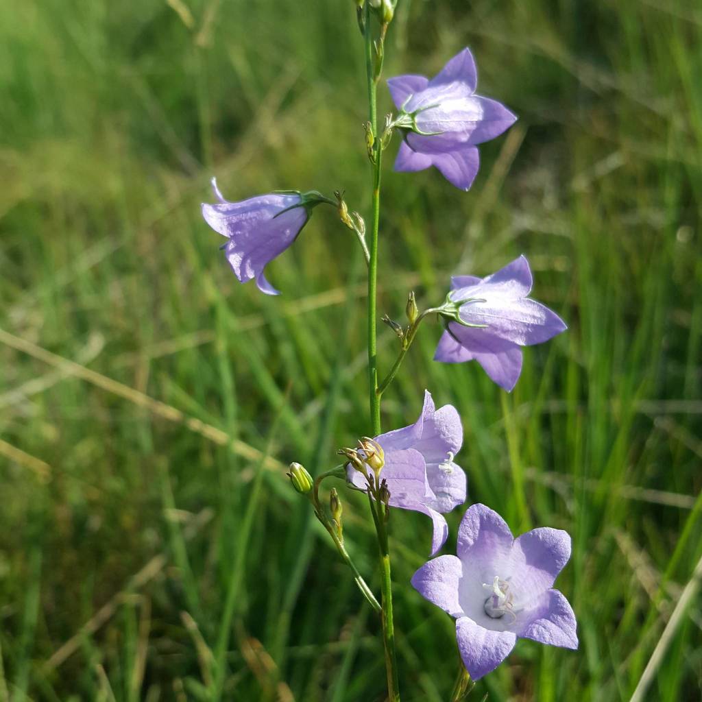 Campanula bertolae