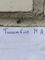 Rhyparochromus vulgaris